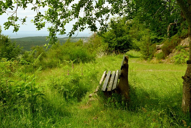 球隊的新援 球隊的新援